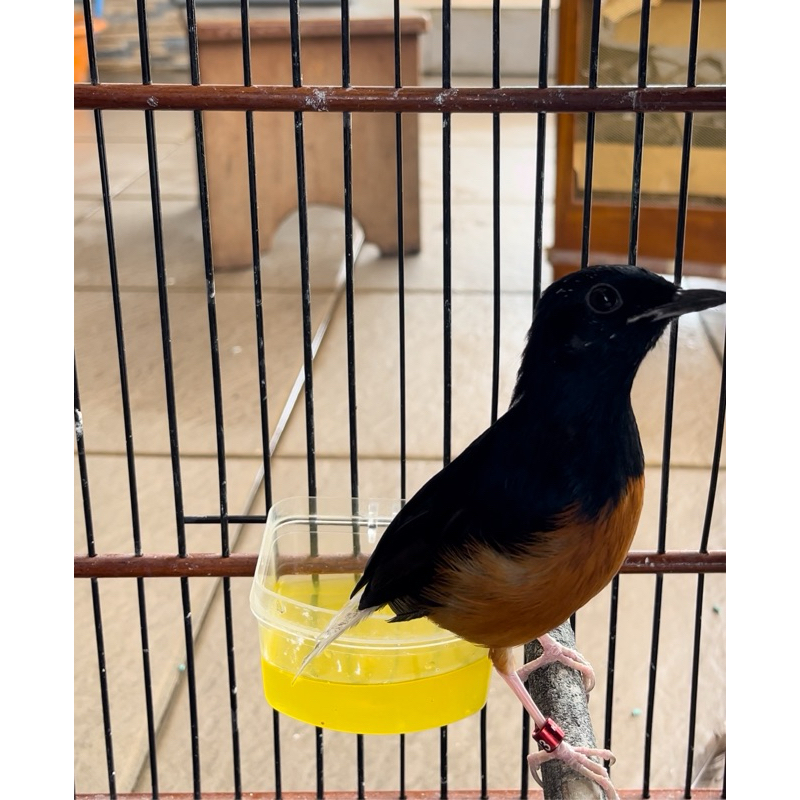 Murai Trotol Jantan Trah Prestasi/ Prospek