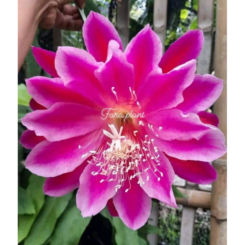 wijaya kusuma lokal dan hybrid