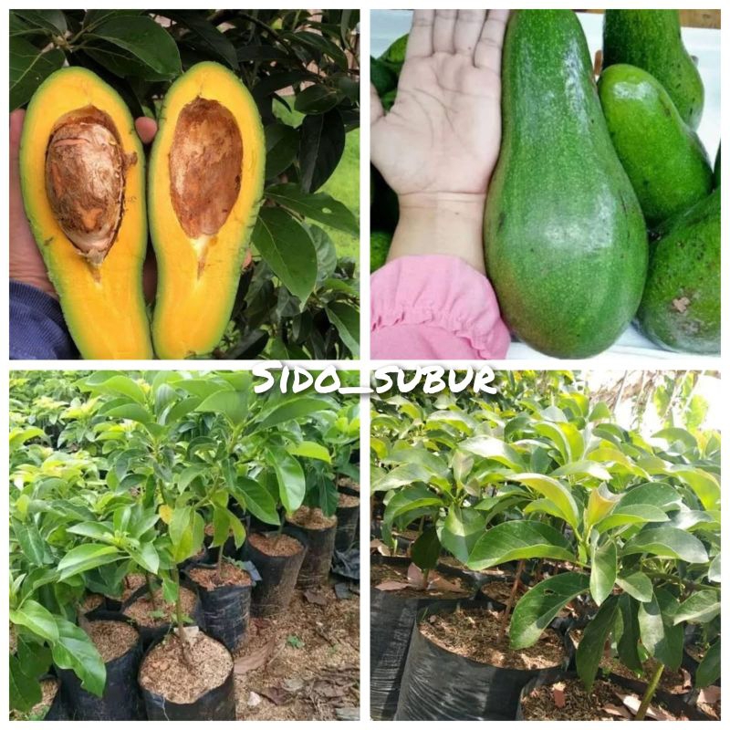 BIBIT BUAH ALPUKAT ALIGATOR (BUAH JUMBO)