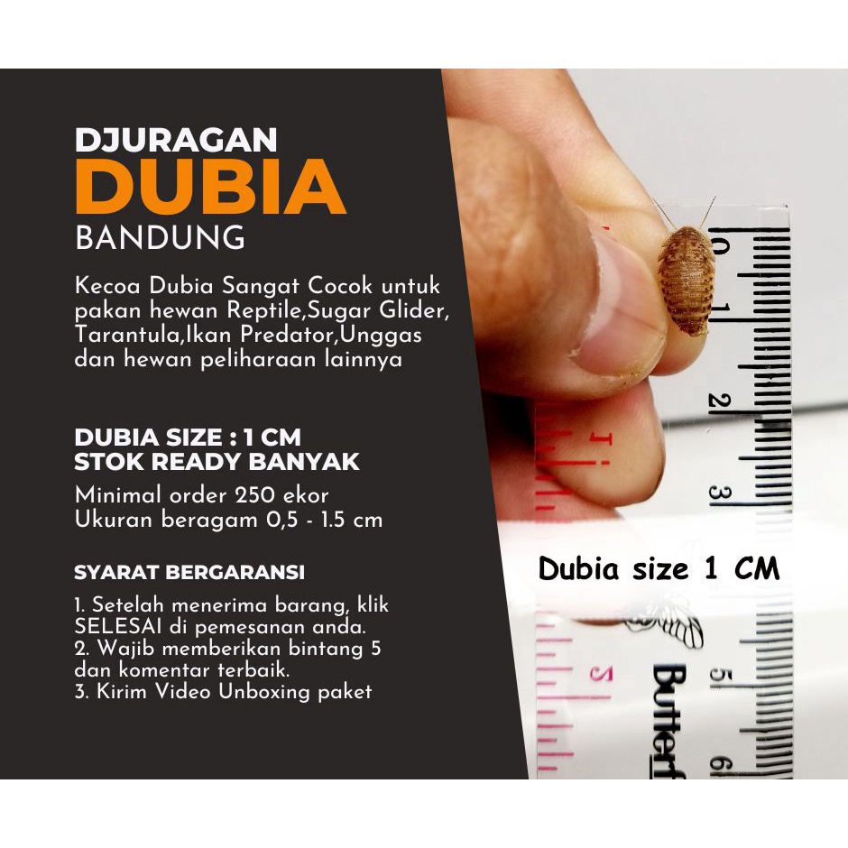 BIG SALE PAKAN HIDUP KECOA DUBIA 1CM ISI 25 EKOR BONUS 25 EKOR MURAH MERIAH PAKAN HEWAN REFTILE IKAN