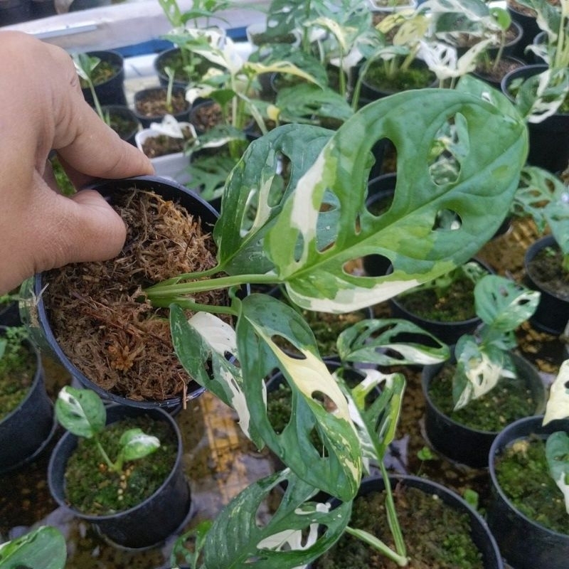 janbol jepang variegata