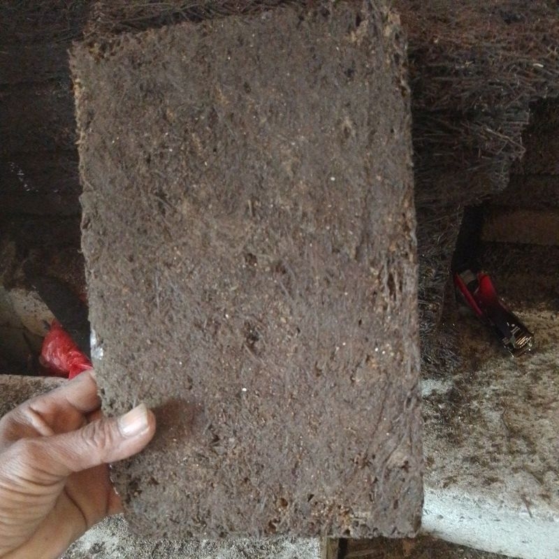 papan pakis lempeng uk jumbo media tanam anggrek