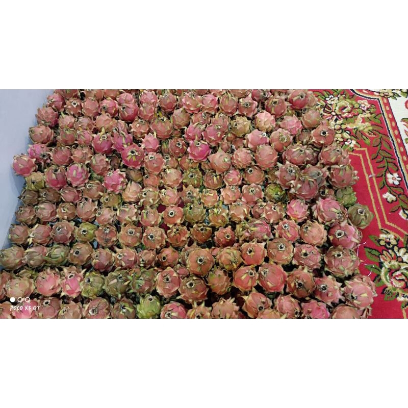 

buah naga