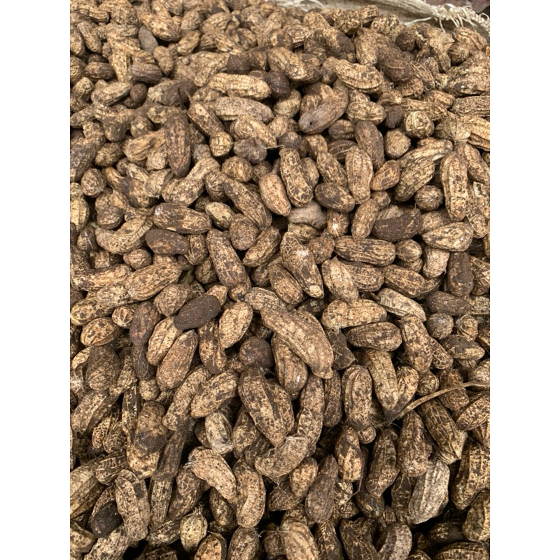 

1 KG KACANG TANAH KONSUMSI