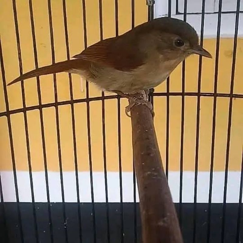 BURUNG FLAMBOYAN