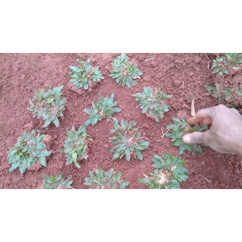 Bibit rumput gajah mini 1x1 meter/rumput taman murah
