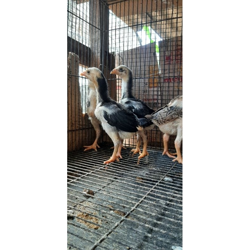 Anak ayam BK X Mangon SS x Pakhoy (3 darah)