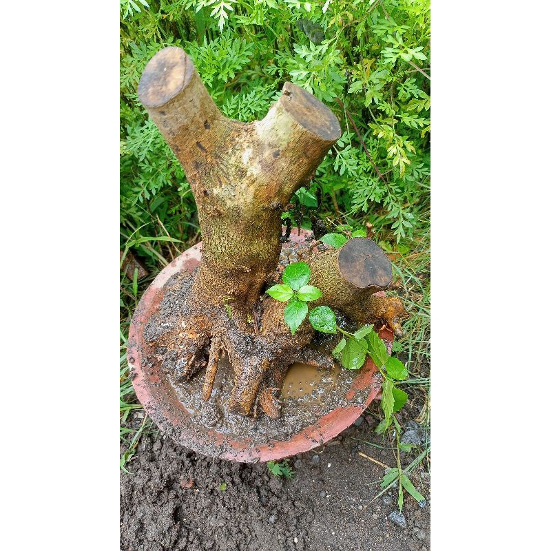 bahan bonsai wahong sayur dongkelan