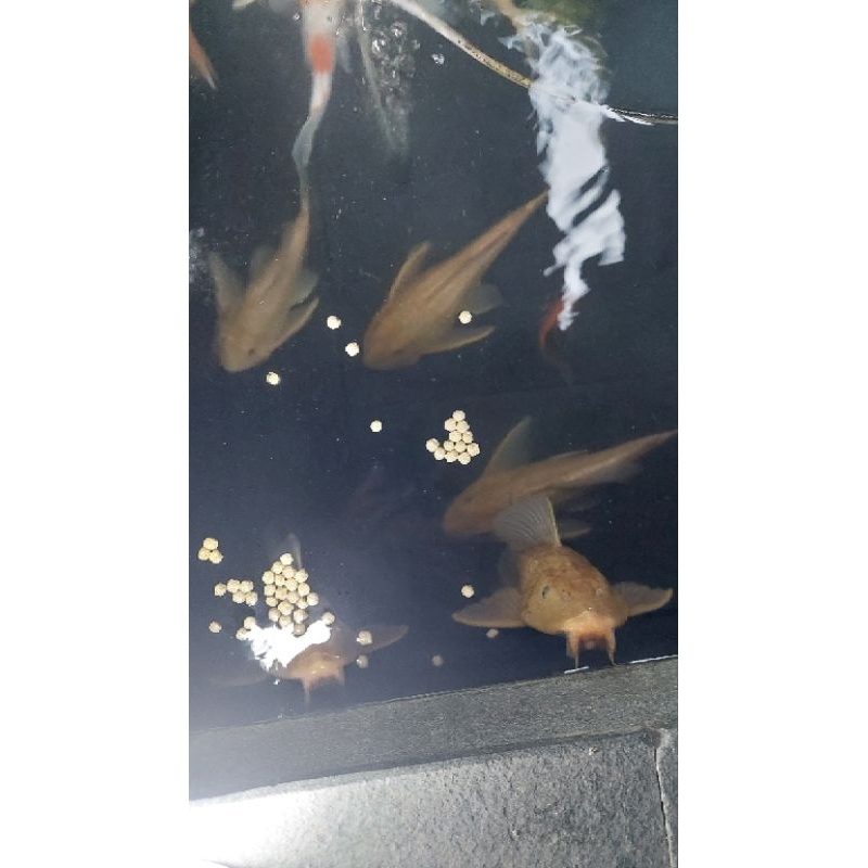 ikan sapu-sapu
