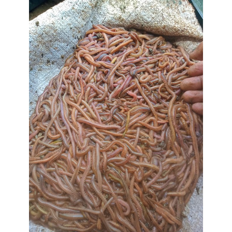 cacing laut/cacing naga kualitas terbaik ukuran besar