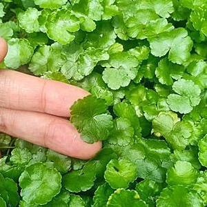 nyalingit/semanggi gunung/pegagang/kemasan 500gram