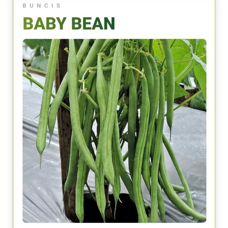 25 Biji Benih Buncis Tegak Baby Bean