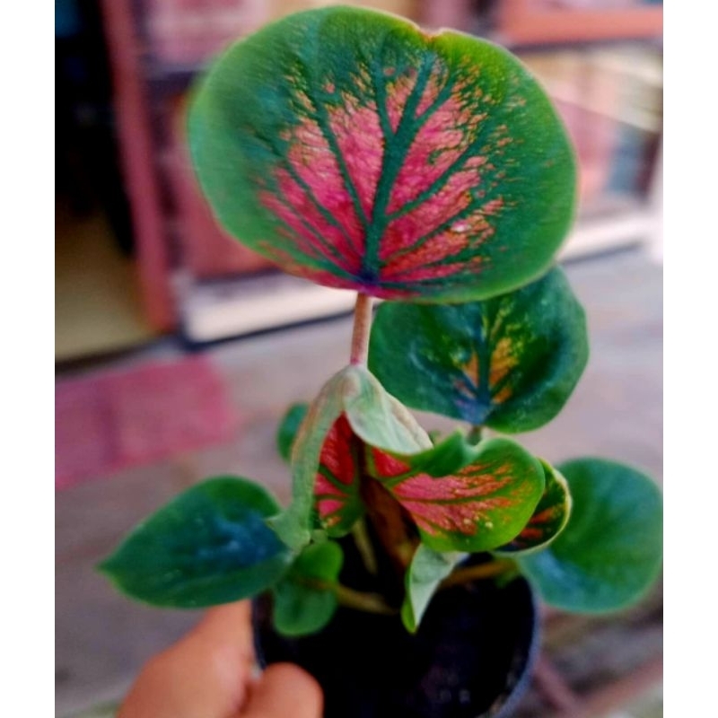 Caladium Keladi Hias Lenovo Tanaman Hias Keladi Murah Meriah / Keladi Merah Bunga Hidup Tanaman Hias