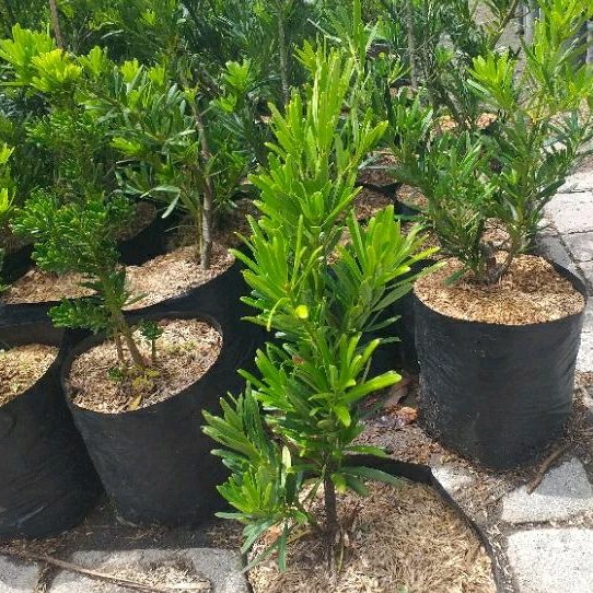 Tanaman Lohansung Kapsul