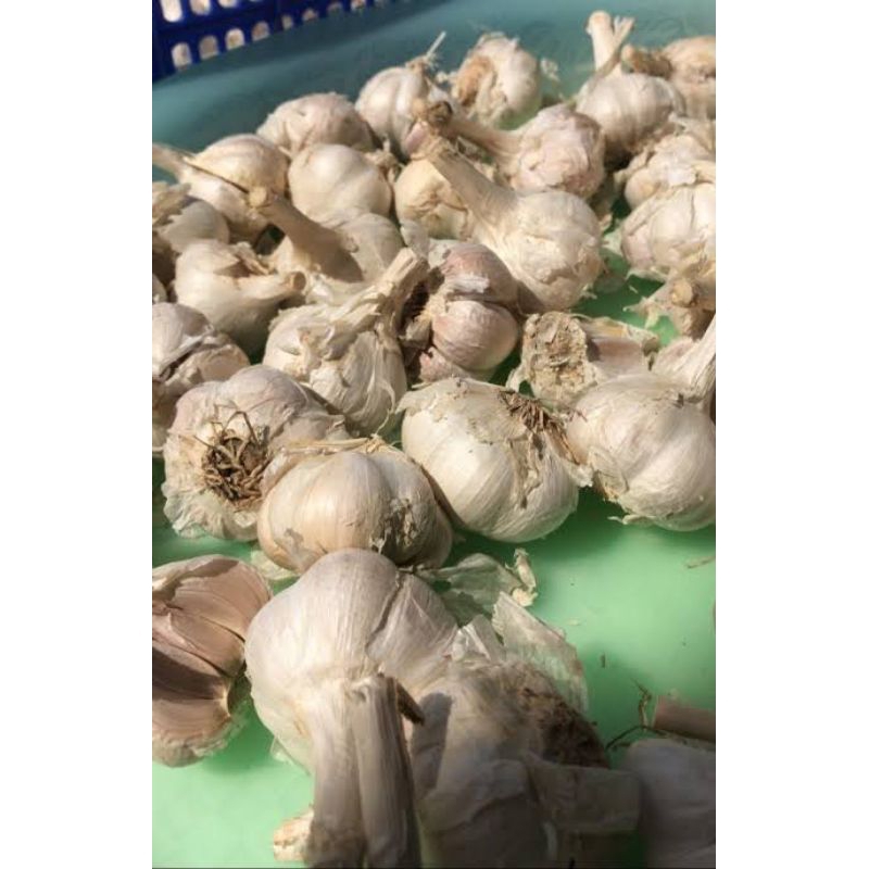 

bawang putih kating