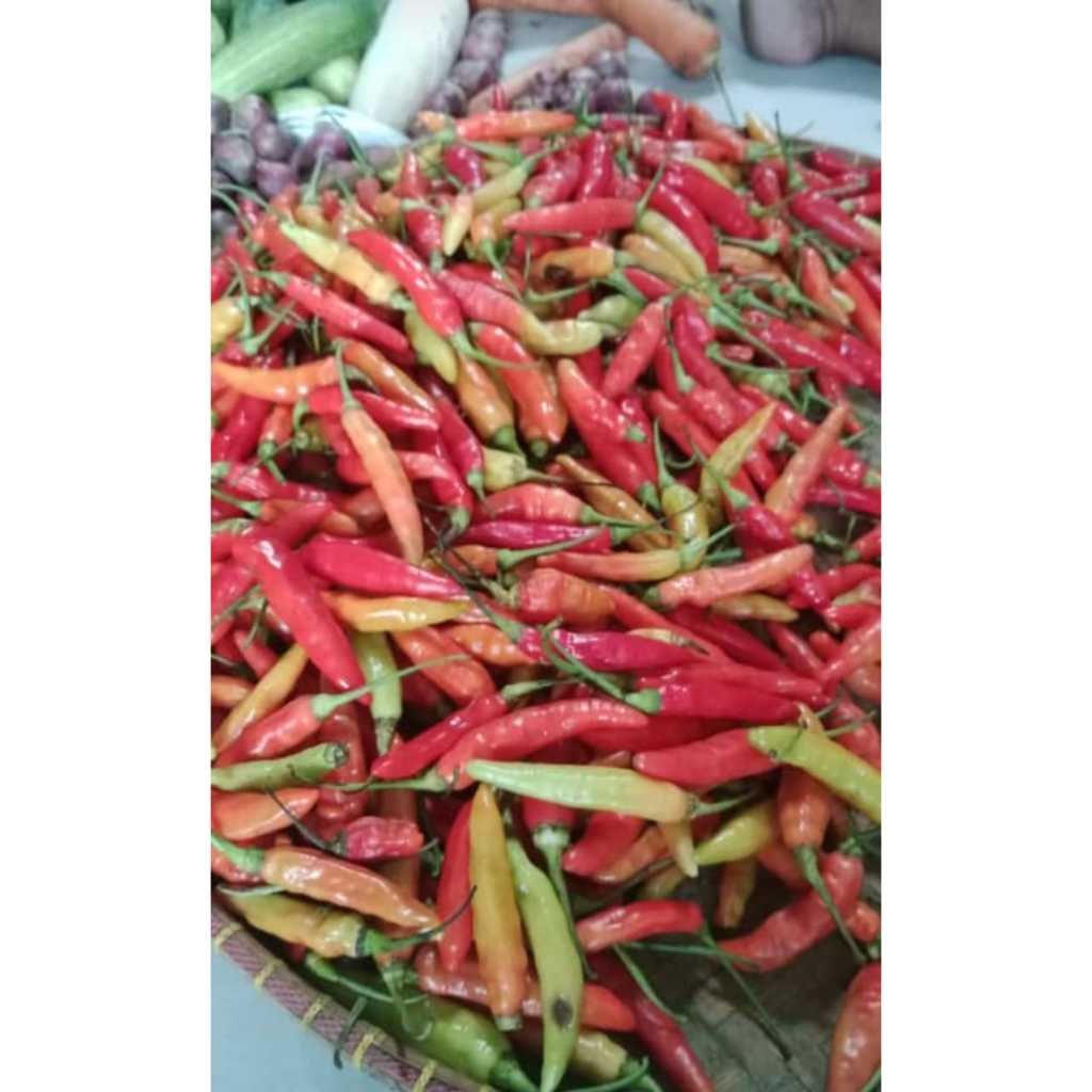 

CABAI SETAN RAWIT MERAH