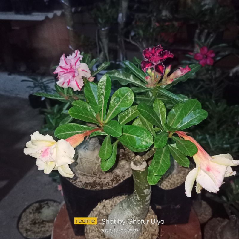 Size B.2 Adenium Tumpuk Bonggol Besar