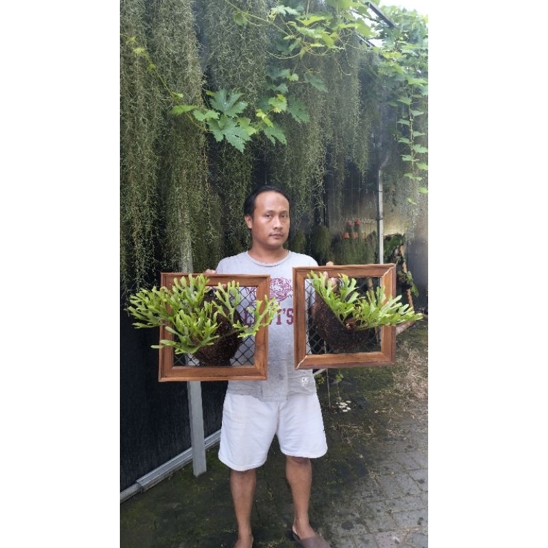 platycerium ridleyi Kalimantan asli (non COD)