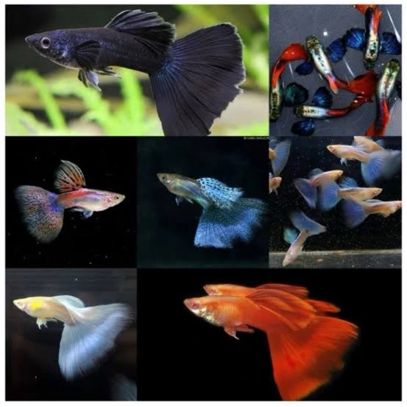 paket 3 ikan guppy mix random BUKAN CENDOLAN hiasan aquarium aquascape