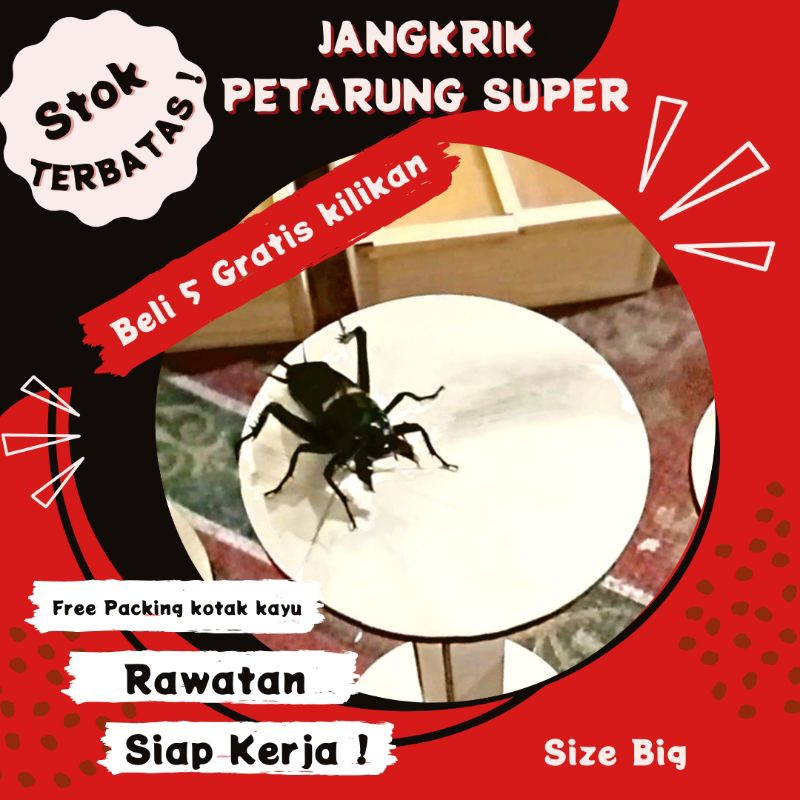 WADAH jangkrik aduan Siap pakai | Jangkrik aduan size big