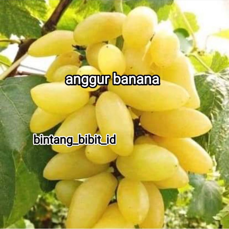 bibit anggur import banana