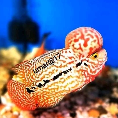 smile69 burayak king kamfa thailand 2-4 cm