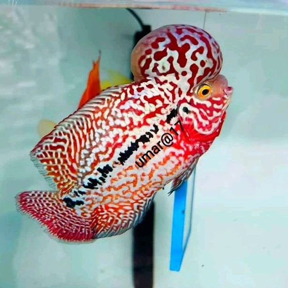 smile69 burayak long kamfa kls vvip  thailand 3-4cm