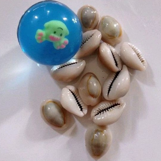 Set Bola Bekel / Bekles Beklen Isi 10 Pc Kerang Kuwuk Asli