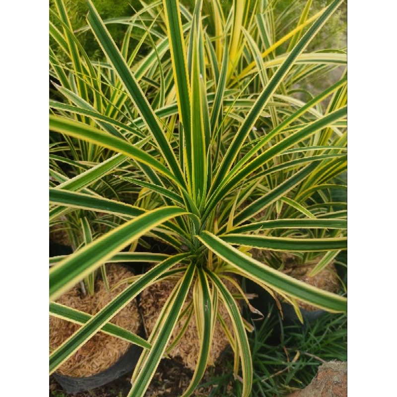 Pandan Belgi Variegata Kuning