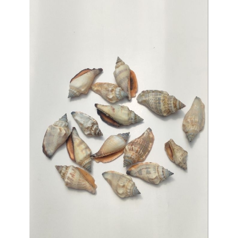 cangkang kerang percing putih