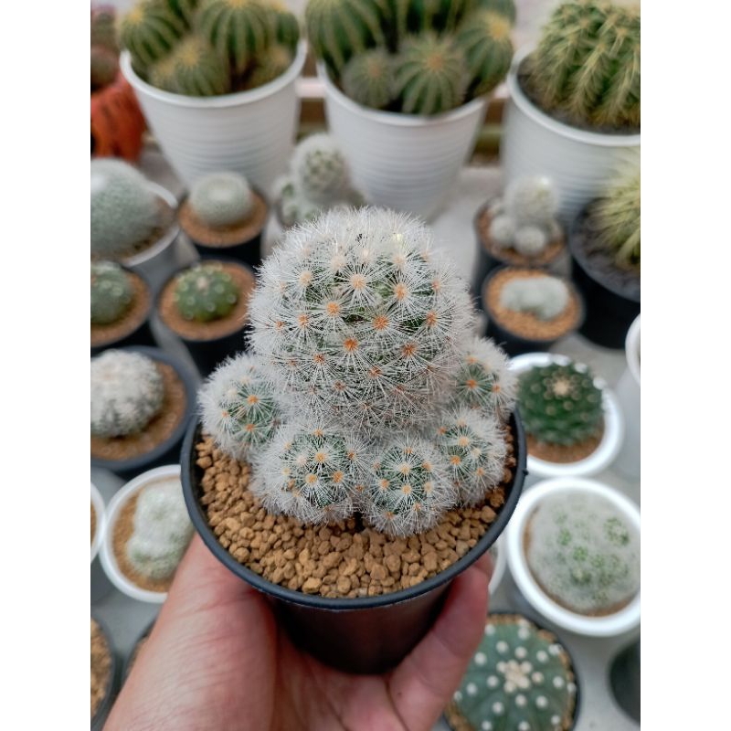 Mammilaria carmenae white cluster