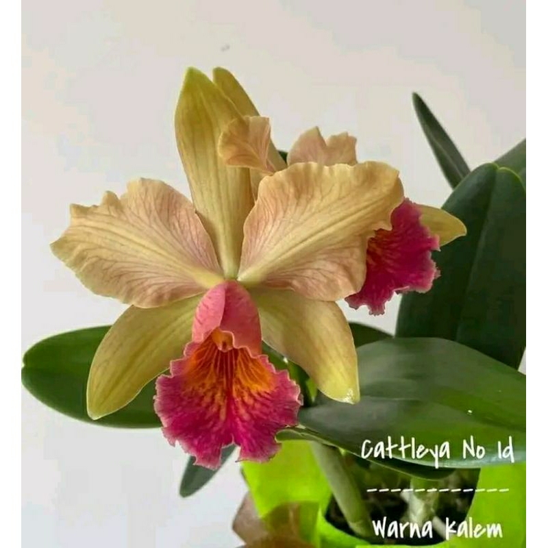 anggrek cattleya 3 warna merah putih hijau dewasa spike+pot angrek catleya bunga jumbo warna kalem n