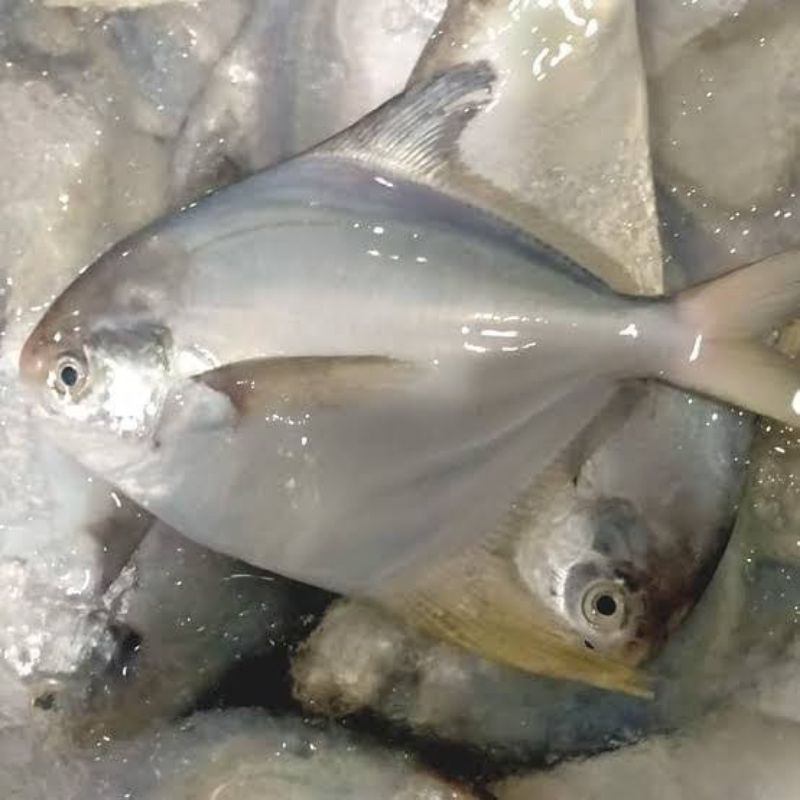 

IKAN BAWAL PUTIH KUALITAS EKSPOR 1KG (ISI 4/6 EKOR)