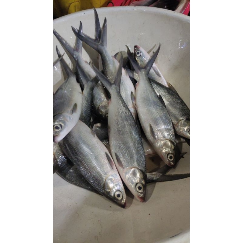 

ikan bandeng besar