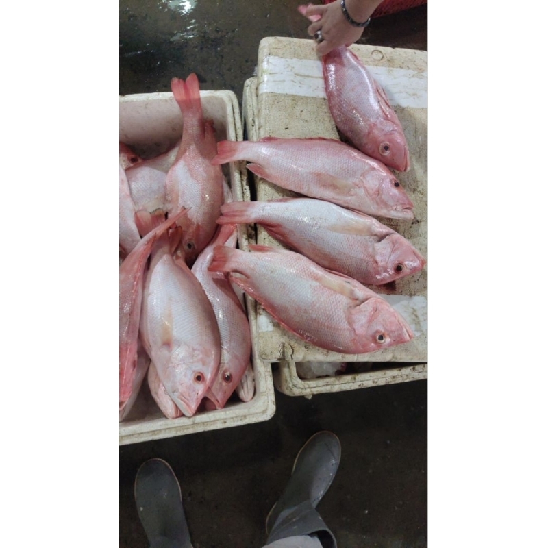 

kakap merah bgs fresh ukuran 1,5kg