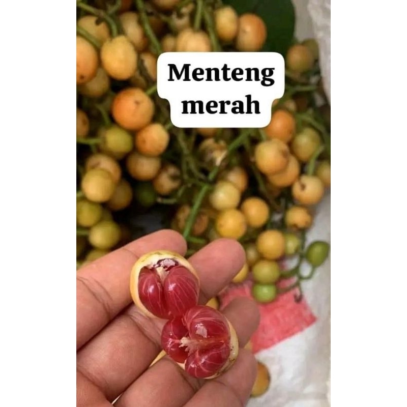 

Buah Menteng / Bencoy / kepundung