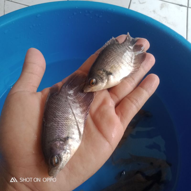 Bibit Ikan Gurame Soang Size Jinggo 2-3 Jari