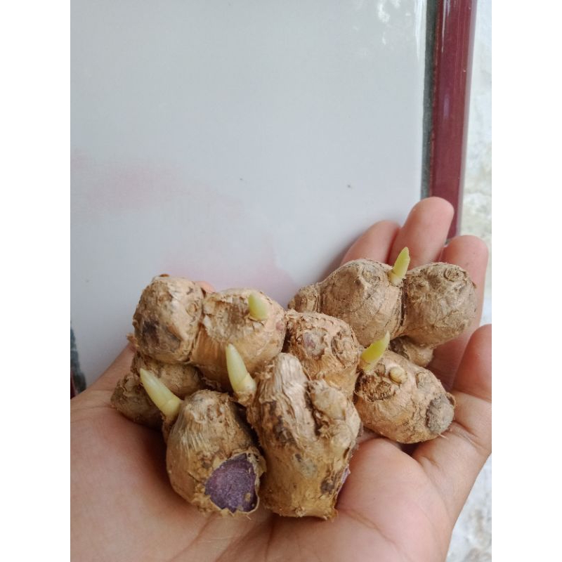 Kunyit hitam full tunas