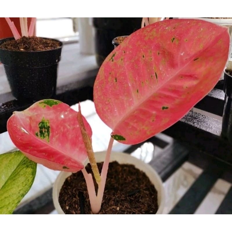 Bug Roy Merah Mutasi Aglonema Big Roy Merah Mutasi Merah Mutasi Tanaman Hias Aglonema Aglaonema Big 