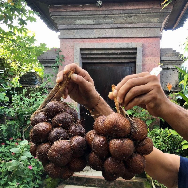 Bibit Salak Pondoh Madu Jumbo Asli Bisa COD Bibit Bergaransi.