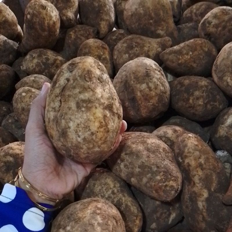 

UBI kuning (JUMBO) khas pribumi dengan kwalitas terbaik159000