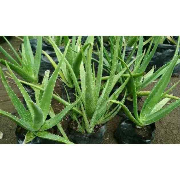 Bibit Tanaman Lidah Buaya Organik