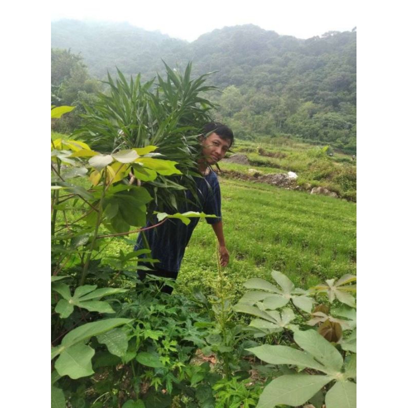 

daun Suji segar isi 30 lembar