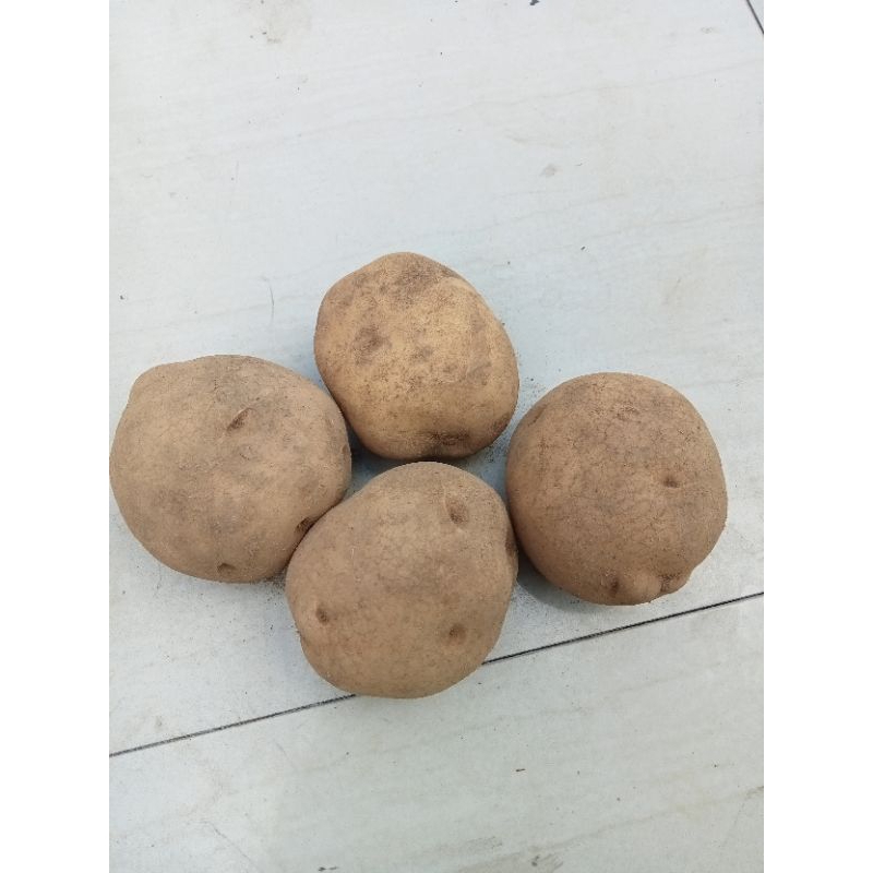 

kentang Dieng 500 gram