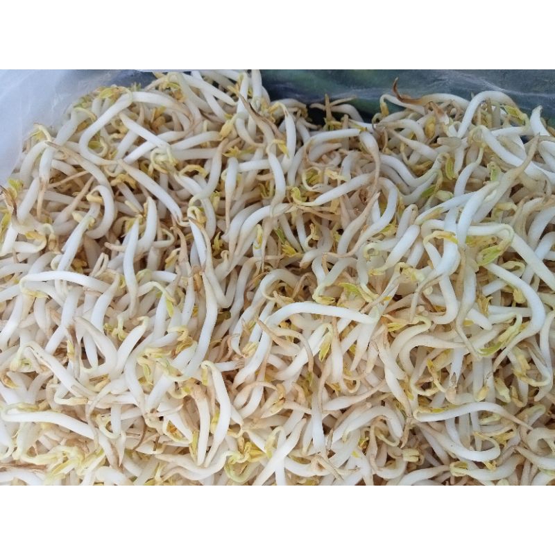 

toge segar 500 gram 6000