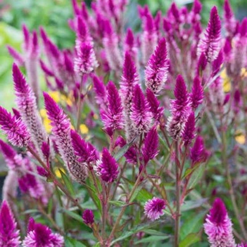 Benih Bibit Biji Bunga Celosia Feather