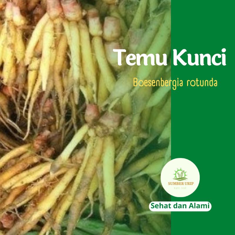 

Temu Kunci Boesenbergia Rotunda