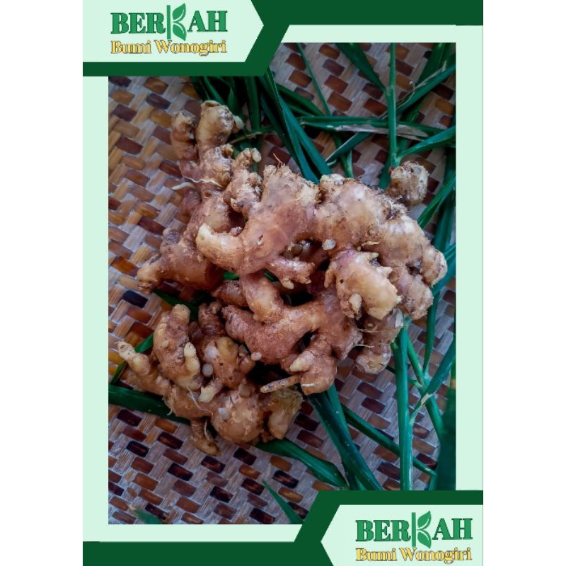 

Jahe Emprit Segar dan Bersih 1 Kg