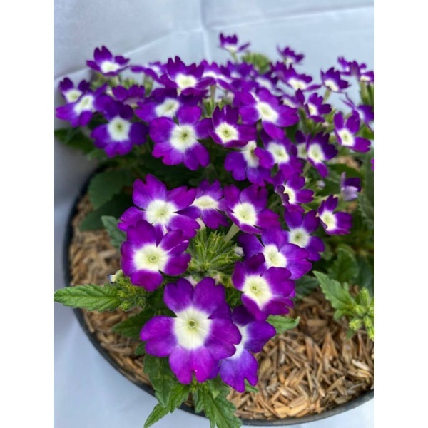 Bunga VERBENA - Tanaman Hidup Bunga Hias Verbena - Bunga Verbena Pentas