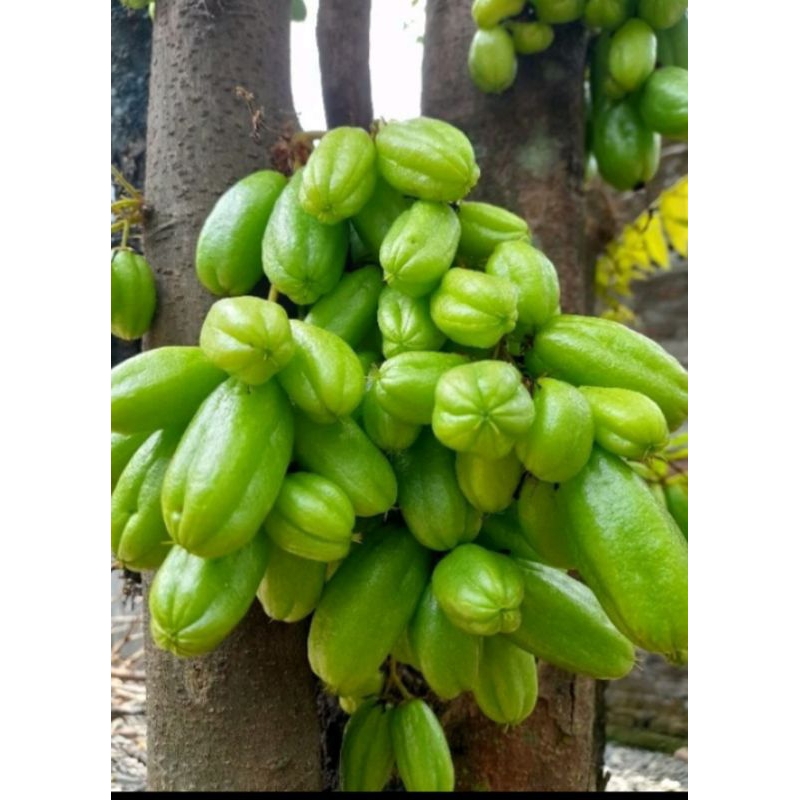 

blimbing wuluh segar.300gram